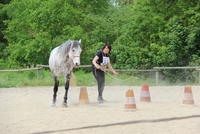 equitation éthologique  et Appaloosas